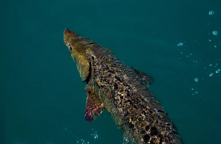 Long live the sturgeon: Lake sturgeon life spans may be even longer than we thought